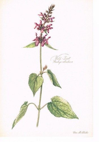Stachys sylvatica wald ziest - stachys, wald-ziest