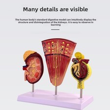 Anatomisches Modell der