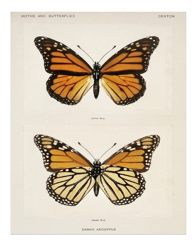 Vintage schmetterling poster - vintage,