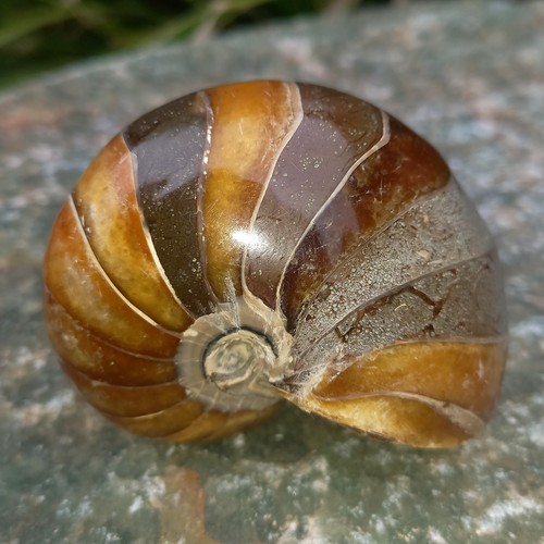 Sehr großer nautilus - sehr,
