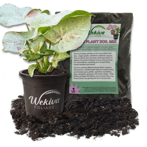 Syngonium milk confetti and - syngonium,