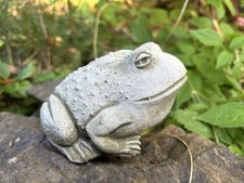 Kleiner Stein Stierfrosch