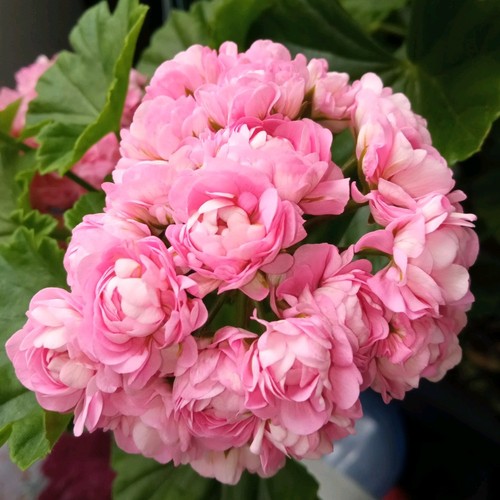 Pelargonie rosenknospige - pelargonie,