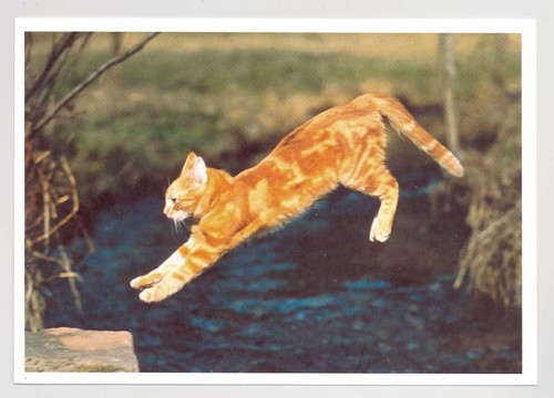 Postkarte katze - 1, ak