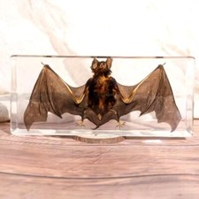 Flugmaus specimen taxidermie - flugmaus,