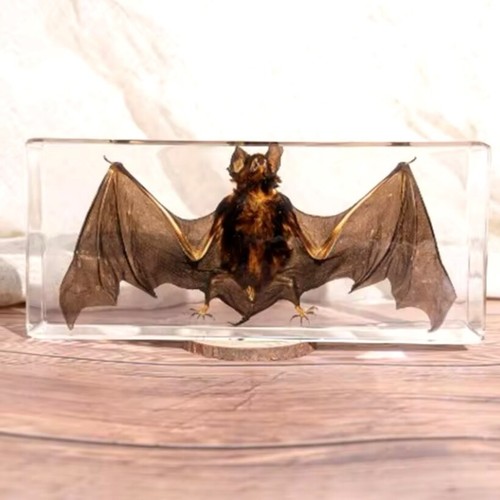 Flugmaus specimen taxidermie - flugmaus,
