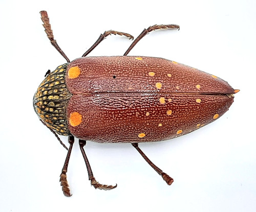 Buprestidae sternocera - buprestidae,,