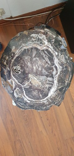 Riesiges versteinertes holz - riesiges,