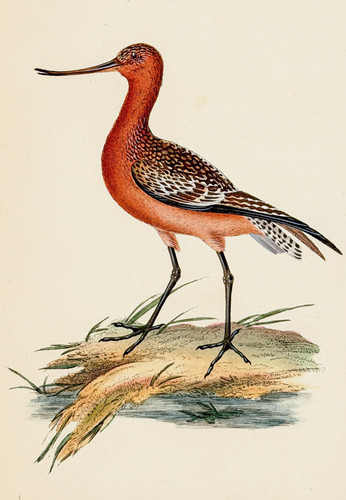 Rostbreachvogel kupferstich - rostbreachvogel,