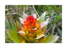 10x Guzmania lychnis Paramo