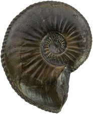 Lias  Amaltheus margaritatus