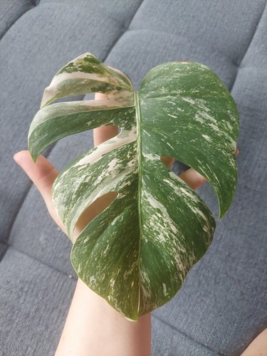 Monstera variegata steckling - monstera,