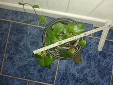 Anredera  cordifolia, Madeira