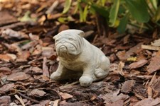 Bulldogge klein aufrecht