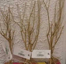 Aquarium-Nano Bäumchen/ Slim