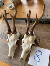 Rehgeweihe Jagdtrophäe