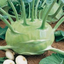 Riesen kohlrabi - riesen, –