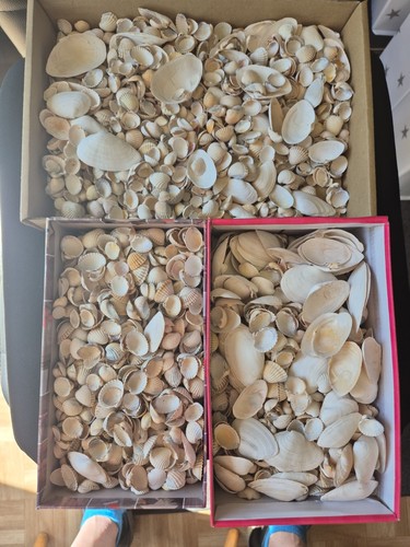 Muscheln natürlich deko - -,