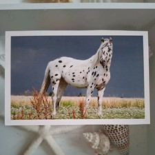 Pferdepostkarte AK Pferd Korsch Knabstrupper 10/2013