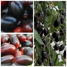 Томат  Чёрный Кумкват Black Kumquat семена Tomate Seeds Samen