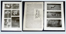 Tierphotographie druck 1909 - tierphotographie,