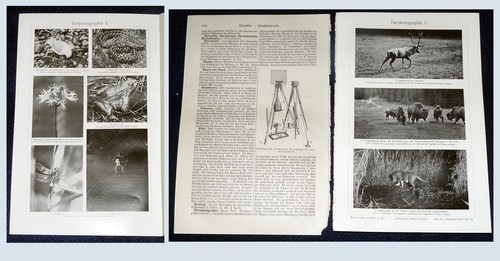 Tierphotographie druck 1909 - tierphotographie, 1909/10