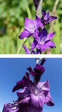 Lila Riesen-Gladiolen Gladiolus Blumenzwiebeln Blumen Hecken Pflanzen Mix Deko