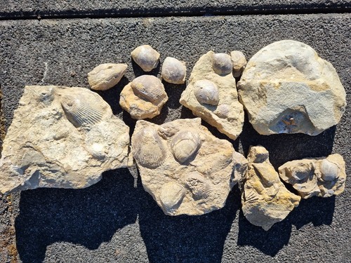 Konvolut fossilien muschelkalk - konvolut,