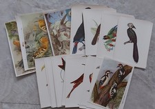 Zigarettenbilder bunte Vögel