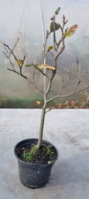 Pre-Bonsai,  Buchenbaum , Fagus sylvatica  in einem 1 Liter Topf
