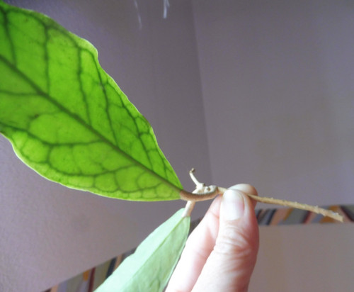 Schöner blatt ableger - 2,