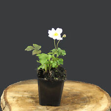 Anemone sylvestris Pflanze