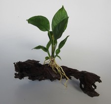 Mangrovenholz m. Anubias heterophylla-Speerblatt Mangrove Aquarium Wasserpflanze