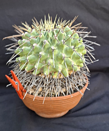 Thelocactus lophothele - thelocactus,