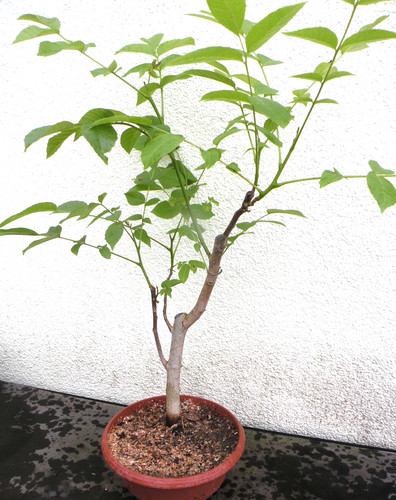 Bonsai outdoor walnuss - outdoor, juglans