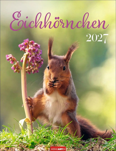 Eichhörnchen kalender 2027 - kalender, |