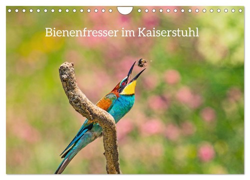 Bienenfresser kaiserstuhl - bienenfresser, im