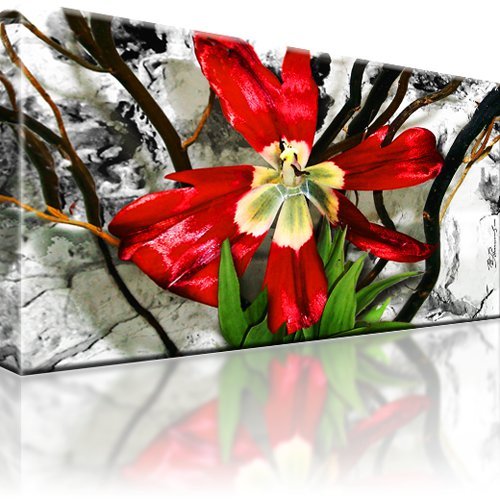 Tulpe natur blume - blume, bild