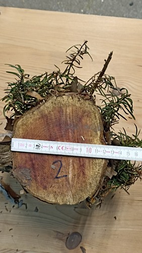 Eibe eibenholz stammabschnitt - eibe,