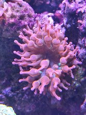 Meerwasser Koralle Symbiose 