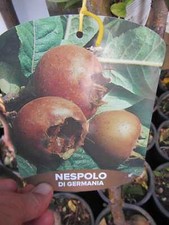Mespilus germanica - echter Mispelbaum - winterharte Pflanze 30-50cm -  Früchte