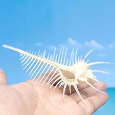 Natürlicher Venus Kamm