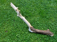 Skulptur Schwemmholz Treibholz Tier Reptil  Kopf Terrarium Deko ca.79 cm