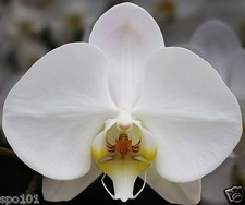Phalaenopsis sogo yukidian - phalaenopsis,