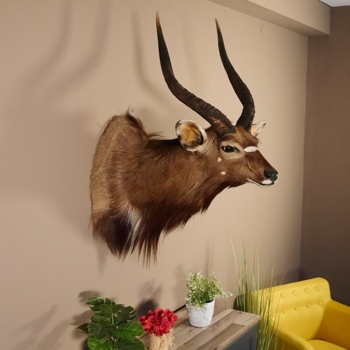 Nyala antilope kopf schulter - antilope,
