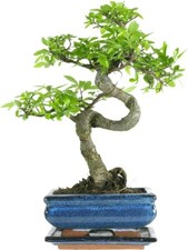 Bonsai Baum mit Keramik