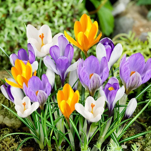 Botanischer krokus zwiebeln - krokus,