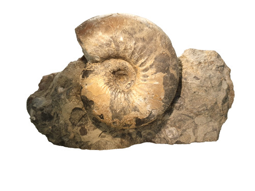 Sigaloceras