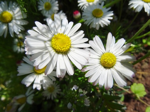 Bellis perennis ausdauerndes - bellis,