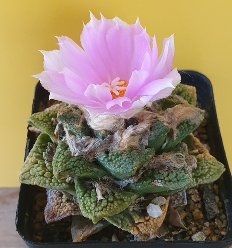 Alter ariocarpus auf - ,